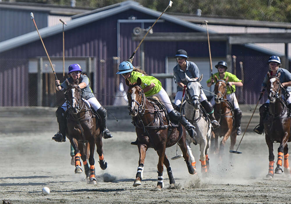 arena polo