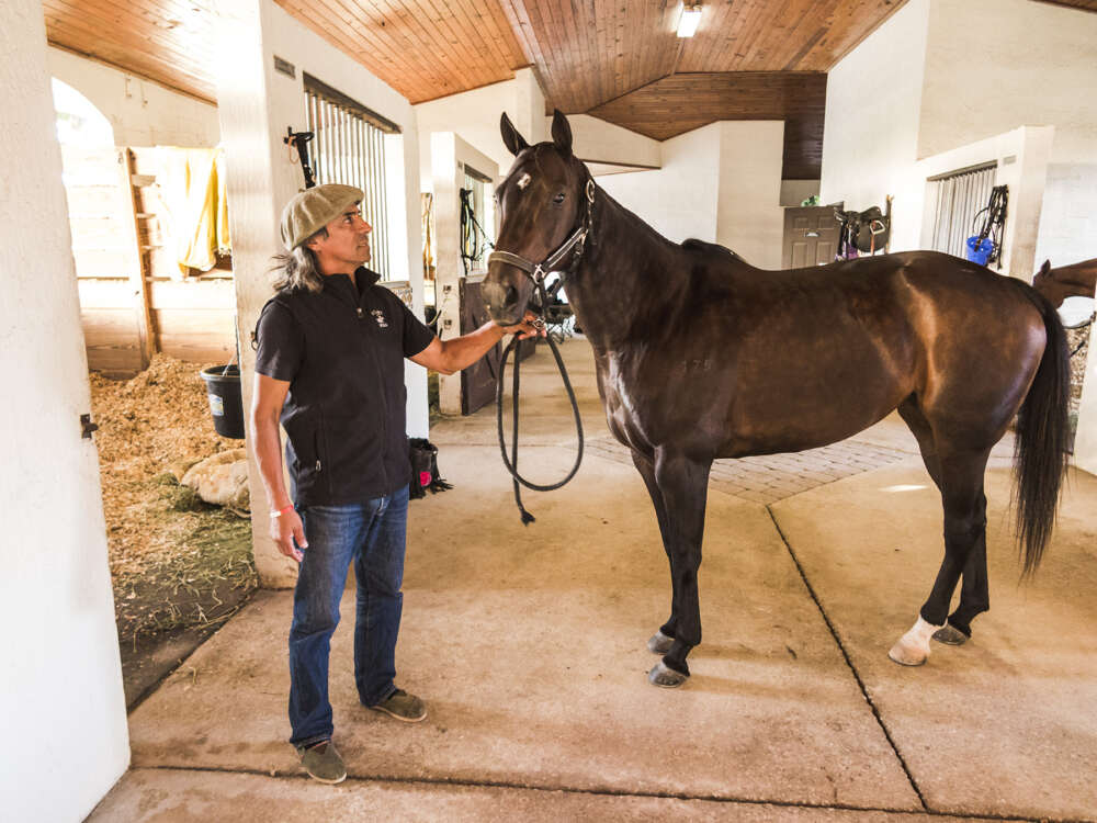 Zorrino and So Easy pose in the Outback barns, behind the International Polo Club Palm Beach. 