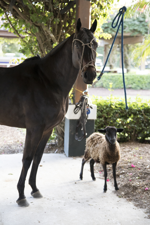 Popular and his sheep companion Perla. 